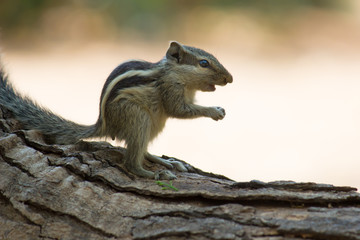  Beautiful Portrait of a Squirrel on the Tree Trunk against a soft green blurry background