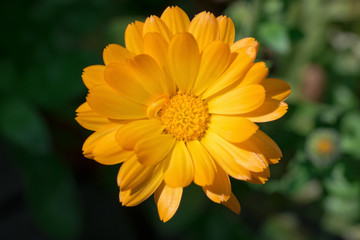 Top view of a single orange calendula flower head