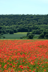 Fototapeta premium Mohnfeld