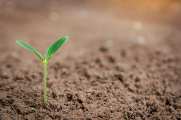 Green sprout growing from soil background with copy space