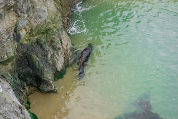 aerial view of a seal swimming happily by the sea