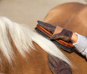Child grooming horse with brush