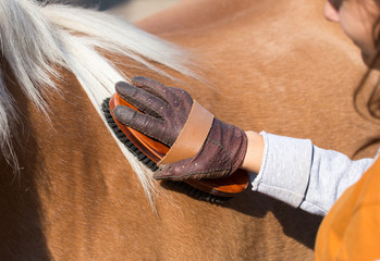 Child grooming horse with brush