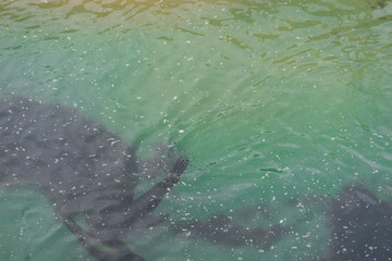 Naklejka premium aerial view of a seal swimming happily by the sea