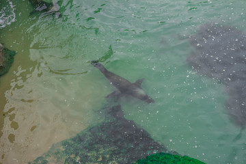 Fototapeta premium aerial view of a seal swimming happily by the sea