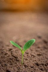 Green sprout growing from soil background with copy space