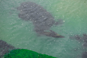 aerial view of a seal swimming happily by the sea