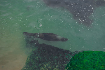 Fototapeta premium aerial view of a seal swimming happily by the sea