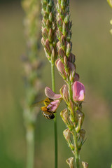 A bee collects nectar inside a flower.