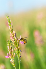A bee collects nectar inside a flower.