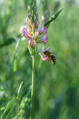 A bee collects nectar inside a flower.