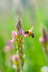 A bee collects nectar inside a flower.