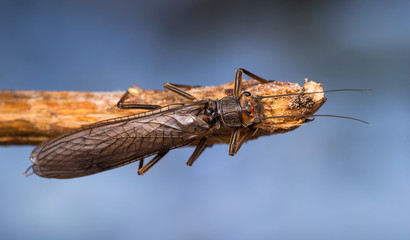 Dinocras plecoptera on the branch of the tree