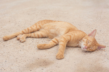 Orange cat sleeps on the concrete floor