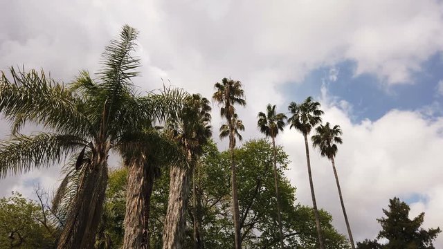 Several kind of  tropical palms shaken by the wind in a summer day
