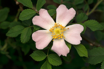 Rosa Canina in the garden