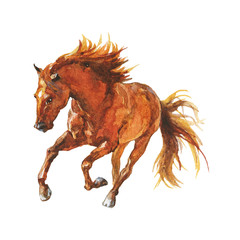 Watercolor running horse © Cincinart