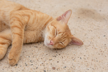 Orange cat sleeps on the concrete floor