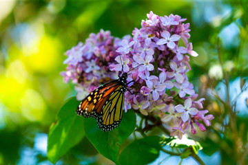  Monarch butterfly (Danaus plexippus) on the blossom lilac flowers