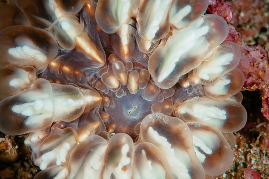 Cup Coral 1