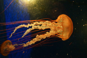 Aquarium Water tank jellyfish Drift