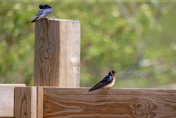 Barn swallow (Hirundo rustica) sitting,nature scene from north america