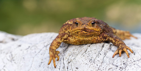 The big toad rests on the rock near the river