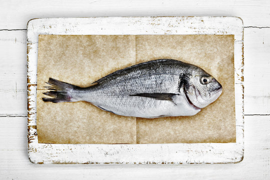 Sea Bream