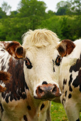 Animal ferme vache 312