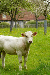 Animal ferme vache 311