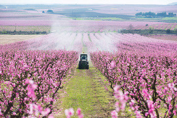Tractor spraying a field in bloom with chemicals
