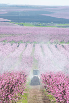 Tractor spraying a field in bloom with chemicals