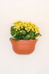 Flowerpot yellow flowers hanging on the wall of a house