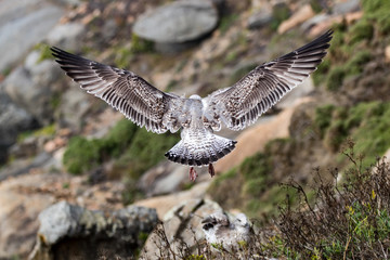 seagull in flight
