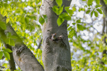 Young squirrel peeking out of the cavity