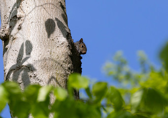 Young squirrel peeking out of the cavity