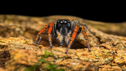 Philaeus chrysops / Salticidae. Little spider looking at the camera.