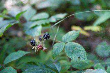 Fresh Organic uncultivated berries of the forest, Black and Red Berries