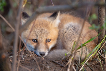 Fox Kits Near Den