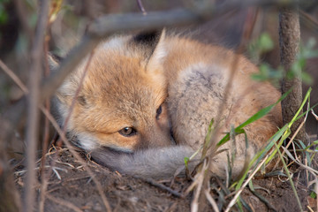 Fox Kits Near Den