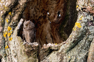Obraz premium Small scops owl in tree hollow. Little Scops Owl (Otus scops) is a small species of owl from the Owl Owl family.