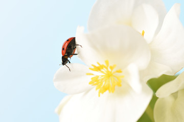 The ladybug on a white flower