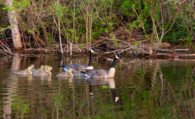 Canada geese swimming with thier goslings on the Silver creek.Nature scene from Wisconsin.