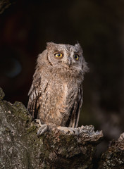 Small scops owl in tree hollow. Little Scops Owl (Otus scops) is a small species of owl from the Owl Owl family.