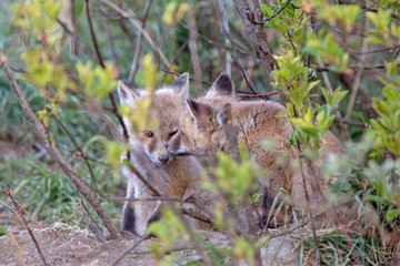Fox Kits Near Den