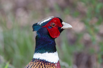 Ring Necked Pheasant