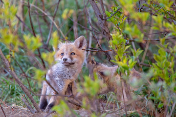 Fox Kits Near Den