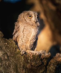 Small scops owl in tree hollow. Little Scops Owl (Otus scops) is a small species of owl from the Owl Owl family.