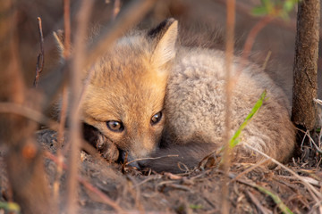 Fox Kits Near Den
