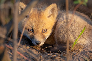 Fox Kits Near Den